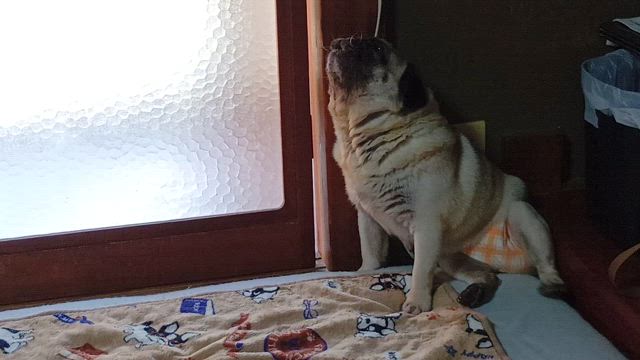 ３ペチャと実家でお留守番の記事動画