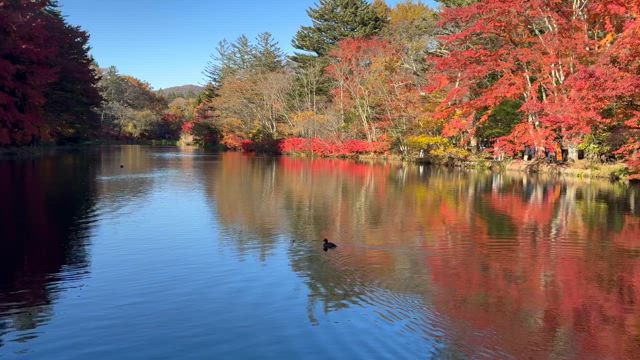 今です。軽井沢　雲場池の紅葉にあるメロディの記事動画