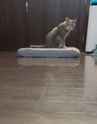 親子で実習　活動報告2024.8月〜前編〜の記事動画