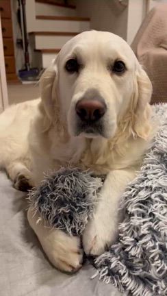 嬉しい嬉しい出来事の記事動画