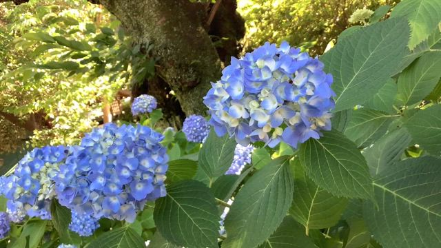 祝！愛難聴さん創立40周年。の記事動画