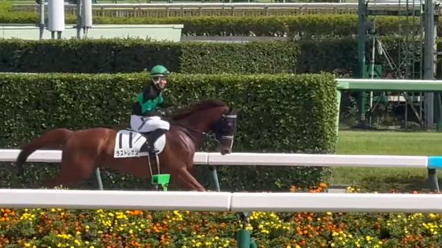 ラストレガシー7着の記事動画