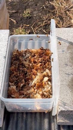 大寒なのに暖かかった日、みつばち達は！！の記事動画