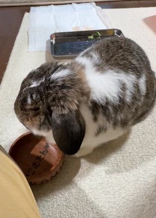 すのーまん、ちゅめたいの記事動画