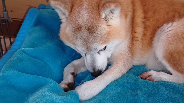 柴犬ギンタ　入浴後の記事動画