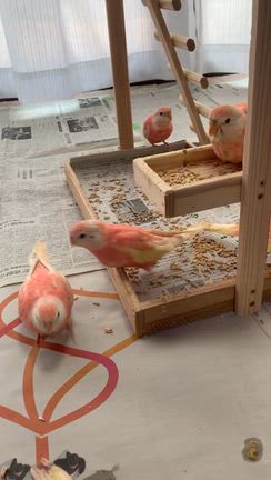 販売中❣️おやつだよ〜ぉ♡の記事動画