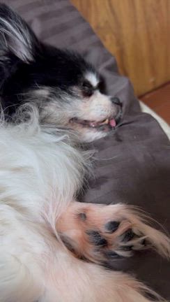 うしくんのこと。の記事動画