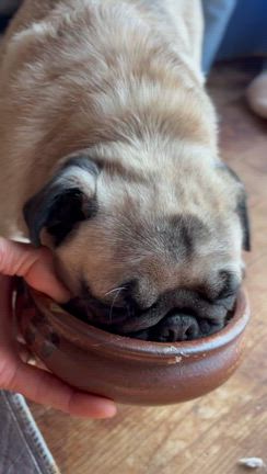 【保護犬　パグ脳炎】不治の病だけど、食べさえすれば大丈夫❗️と思いたいの記事動画