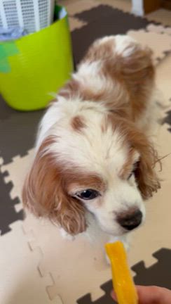 もぐ君のことをメモメモ、、、の記事動画