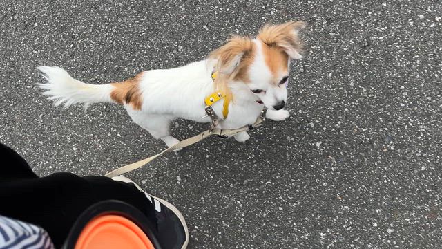 尻尾ゆらゆらの記事動画