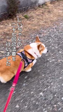 じいちゃんからのサインの記事動画