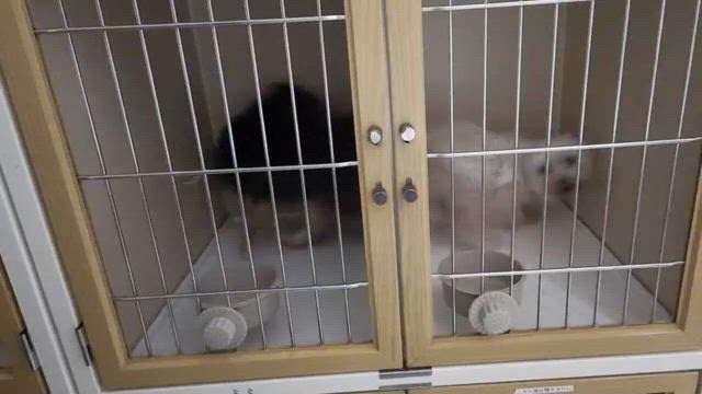 ご無沙汰しておりますの記事動画