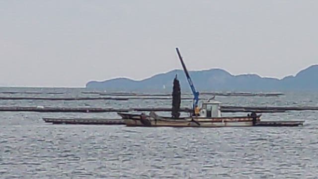 旬を味わいます！（カキオコ 友と編）の記事動画