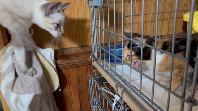 昨年の続き　不調の子が出てきた！の記事動画