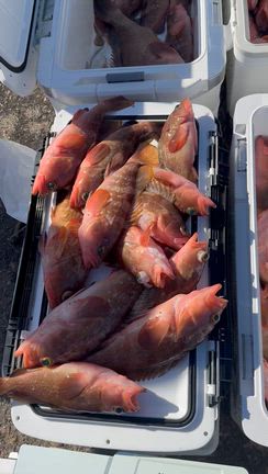 アコラバ‼️の記事動画