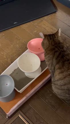 とらじは猫神様のところに行ったかなの記事動画