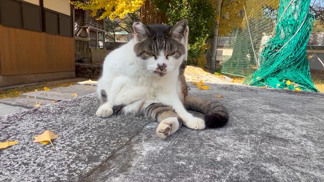 寝不足の記事動画