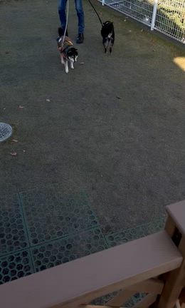 私の不調の事と、ふうちゃんと忘年会の記事動画