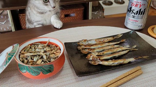 またたびの記事動画