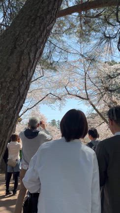 弘前桜まつり【青森市浪岡　ピアノ教室】の記事動画