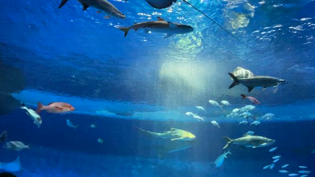 ④ 神戸須磨シーワールド・ トロピカルライフ♪の記事動画