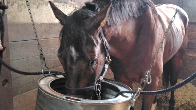 大井競馬場で騎乗停止さんの馬ちゃん応援の記事動画