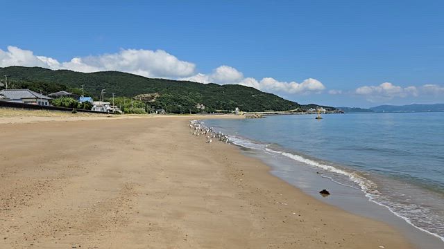 ウミネコの記事動画