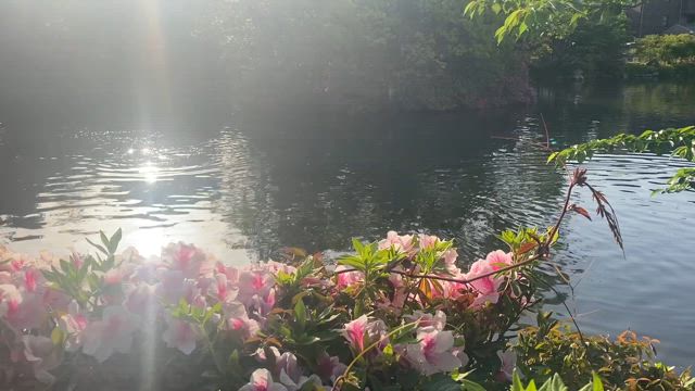 朝鴨鯉日記の記事動画