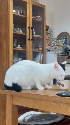 がぶ飲み〜の記事動画