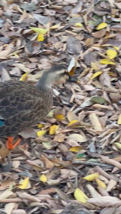 2026年1月スケジュール更新しました！の記事動画