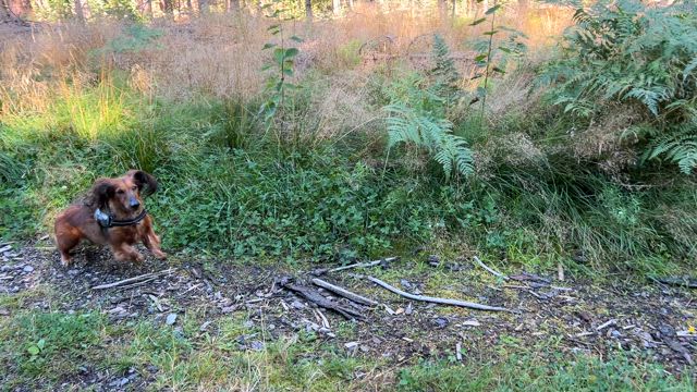 手術前日の記事動画