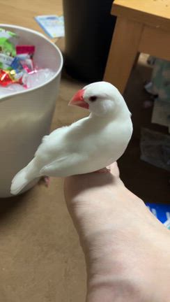 毛繕いの記事動画