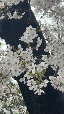 2025インディバ大好きメンバー参入の記事動画