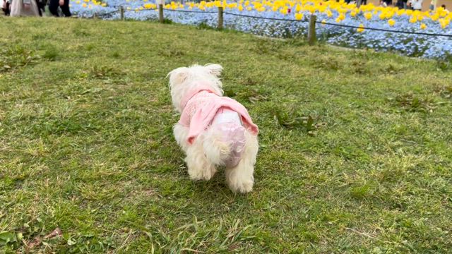 2025年4月20日　春はお花が綺麗だねの記事動画