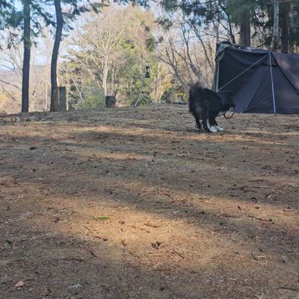 大福とシチューが目的なキャンプの記事動画