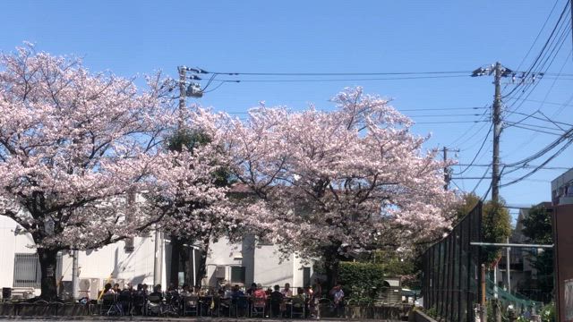 今年最後の桜の記事動画