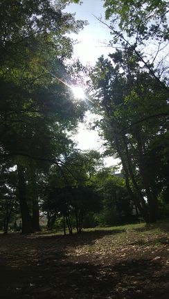 パークヨガの記事動画