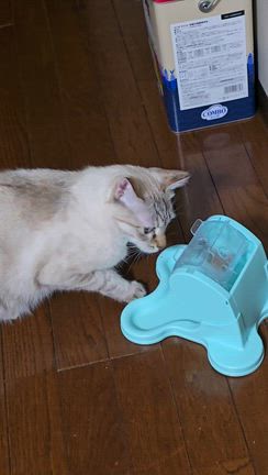 サンタがやって来たの記事動画