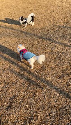 週末の深大寺ドッグランの記事動画