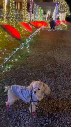 涼しい時期に旅に行っておかなきゃ！の記事動画