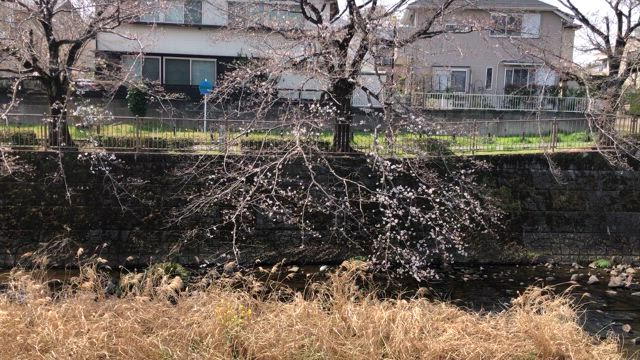 つくしんぼと恩田川のさくらの記事動画