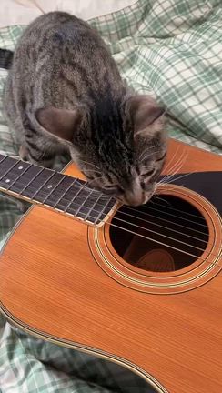 里親募集中‼️の記事動画