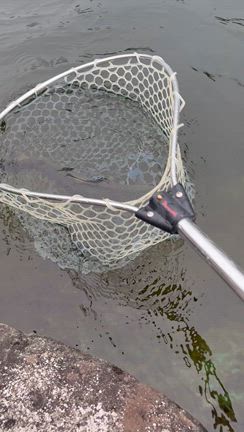 魚にやさしいリリースの記事動画