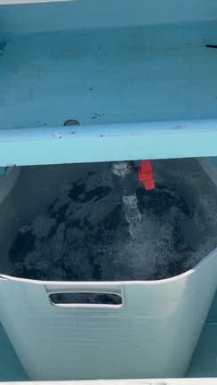 9月16日(火)『純粋カワハギ釣り』釣果の記事動画