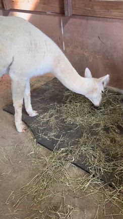 「チロルの森」へ行ってきましたの記事動画