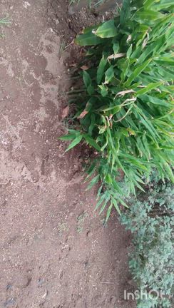 老舗巡りin太田屋食堂と困った兄妹だの記事動画