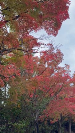 混んでない京都紅葉スポットはここの記事動画