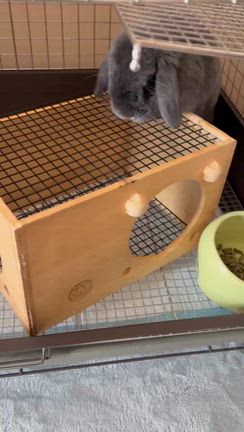 4/3 お客様にビビるLampの記事動画