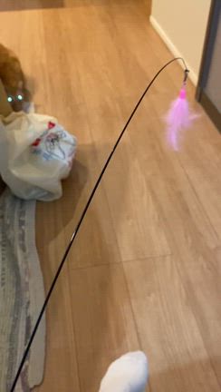 きなこのビーム光線！！の記事動画