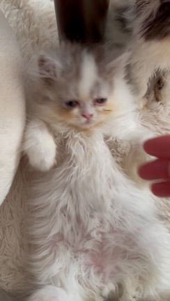 ふわふわの子猫ちゃんの記事動画